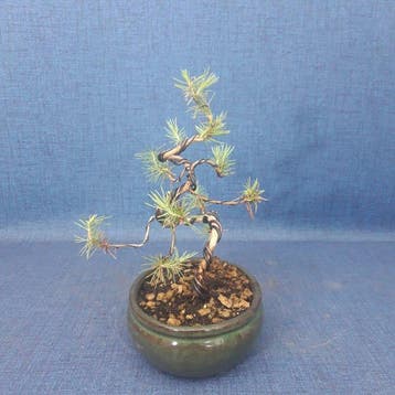 Den bonsai (Pinus) - Hoogte (boom): 18 cm - Diepte (boom):