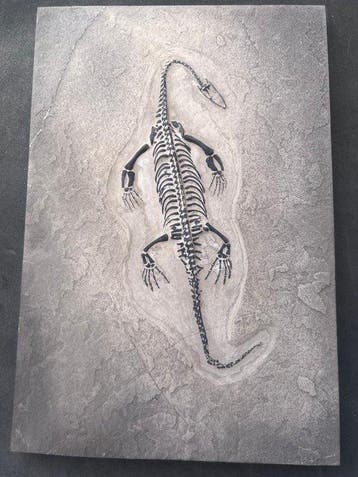 Zeereptiel - Gefossiliseerd dier - Fossile de Keichousaurus