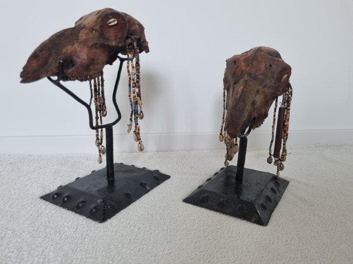 Geit Schedel van een zoogdier - Voodoo schedels - 35 cm - 25, Antiek en Kunst, Curiosa en Brocante