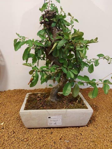 Bonsai Buisson Ardent (Pyracantha) - Hauteur (arbre) : 37 cm