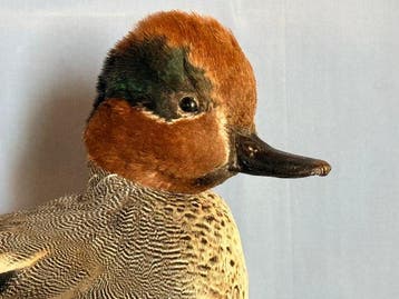 Wintertaling Taxidermie volledige montage - Anas crecca