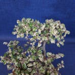 Chinese iep bonsai (Ulmus parviflora) - Hoogte (boom): 20 cm
