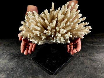 belangrijke vertakking van Acropora-koraal Taxidermie, Verzamelen, Nieuw