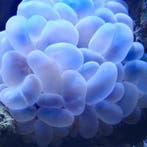 Plerogyra Sinuosa Pearl M (Ong. 10 cm), Dieren en Toebehoren, Knaagdieren en Konijnen | Toebehoren, Verzenden, Nieuw