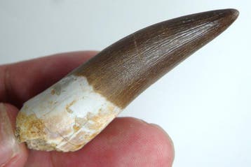 Plesiosaurus-tand - coole uitstraling - Fossiele tand -