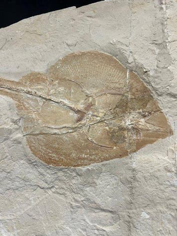 Vis - Fossiel skelet - Rhinobatos whitfieldi - 41 cm - 25 cm