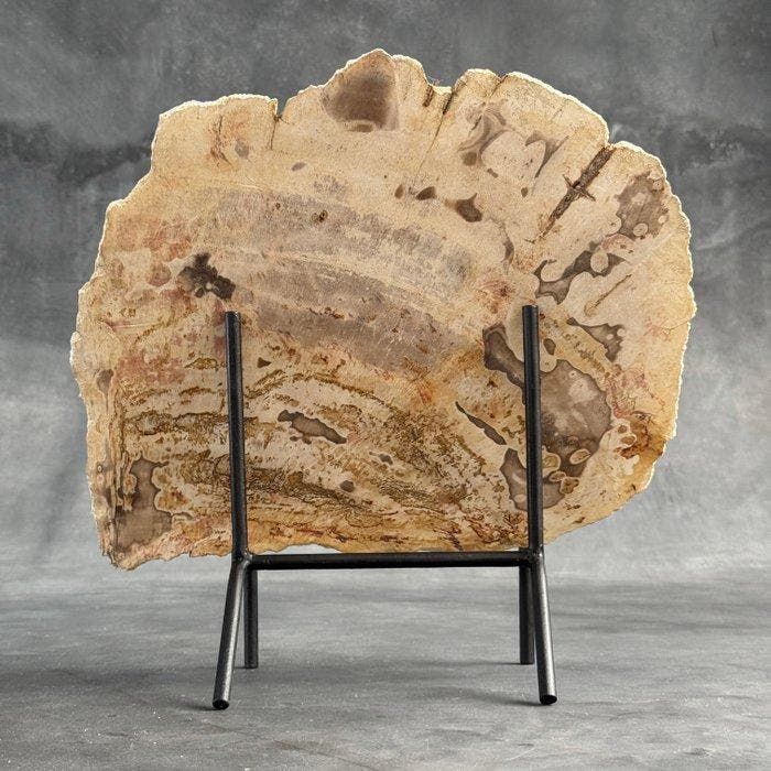 Indrukwekkende plak versteend hout op een op maat gemaakte, Antiek en Kunst, Kunst | Designobjecten