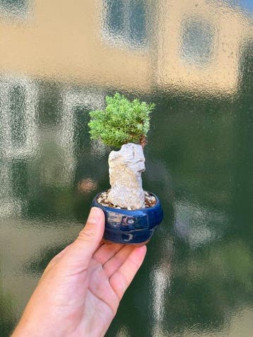 Jeneverbes bonsai (Juniperus) - Hoogte (boom): 12 cm -