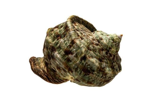 >>> Groene Tulbandslak ****SAMMLESCHNECKE**** met operculum, Collections, Collections Animaux