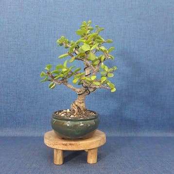 Jade bonsai (Crassula/Portulacaria) - Hauteur (arbre) : 23, Antiek en Kunst
