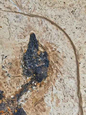 Geen minimumprijs - Gefossiliseerd dier - Liaoxiornis