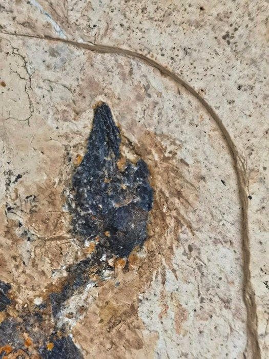 Geen minimumprijs - Gefossiliseerd dier - Liaoxiornis, Collections, Minéraux & Fossiles