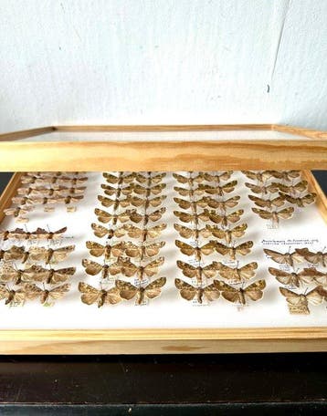88x Noctuidae Uilen - Museum Lot Vestergaard 1958-1996, Nieuw
