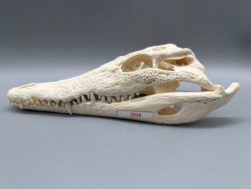 Nijlkrokodil Schedel - Crocodylus niloticus - 7 cm - 10 cm -