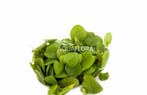 Limnobium laevifolium -  In Vitro, Dieren en Toebehoren, Verzenden, Nieuw