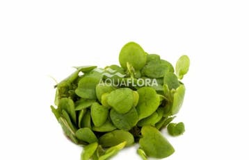 Limnobium laevifolium -  In Vitro, Dieren en Toebehoren, Vissen | Aquaria en Toebehoren, Verzenden, Nieuw