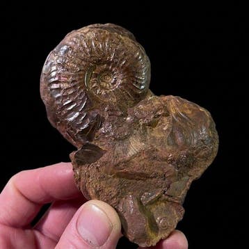 Ammoniet - Gefossiliseerde schelp - Pleydellia sp. - 10 cm -
