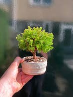 Chamaecyparis Thyoides - Hoogte (boom): 14 cm - Diepte