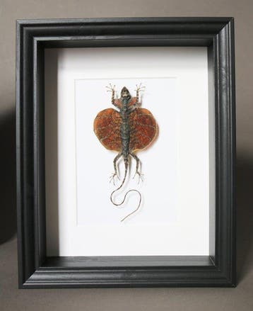 Hagedis Taxidermie volledige montage - Draco volans - 25 cm
