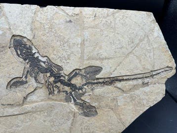 Fossiele plaatmatrix - Dalinghosaurus - 34 cm - 23 cm