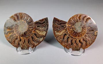 Ammonite, Crystal Chambers et Reflets opalisés irisés -