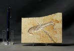 Joli crustacé fossile - Animal fossilisé - Mecochirus
