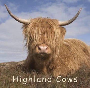 Highland Cows, Verzenden