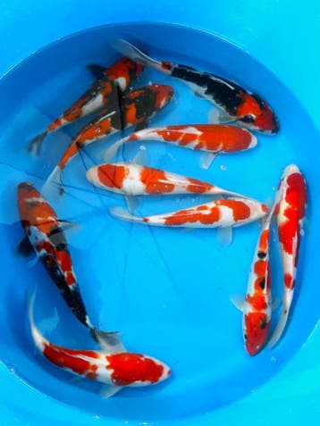 Hirasawa Marusei 27-32cm (Japanse Koi), Ophalen of Verzenden