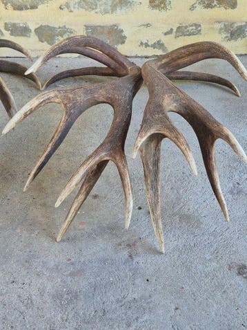 Cerf élaphe Support mural pour taxidermie - Cervus elaphus -