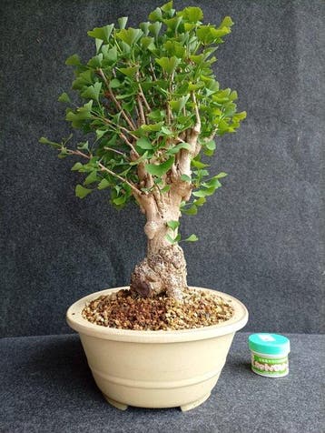 Bonsaï Ginkgo (Ginkgo biloba) - Hauteur (arbre) : 43 cm -, Antiquités & Art, Curiosités & Brocante
