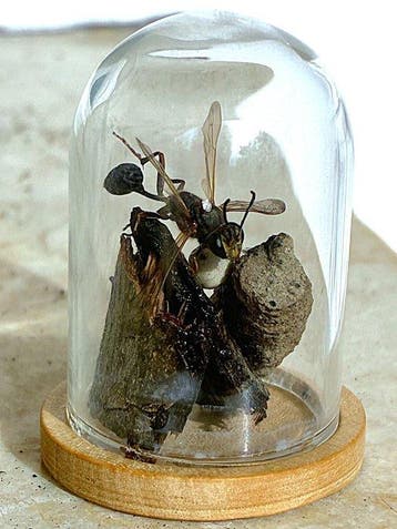 wespe Taxidermie volledige montage - Fantastico Spider-Wasp, Antiek en Kunst