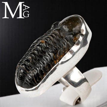 Fossiele trilobiet phacopide specimen Gieten in zilver 925