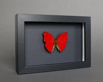 Papillon Support de corps entier pour taxidermie - Cymothoe