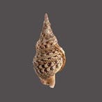 uniek verzamelstuk  Tritonshoorn met operculum