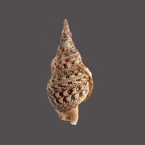 uniek verzamelstuk  Tritonshoorn met operculum, Antiquités & Art, Curiosités & Brocante