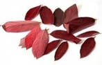 Velvet leaves Rood doos 200 stuks, Huis en Inrichting, Woonaccessoires | Kunstplanten en Kunstbloemen, Nieuw