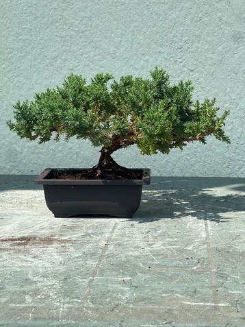 Jeneverbes bonsai (Juniperus) - Hoogte (boom): 18 cm -