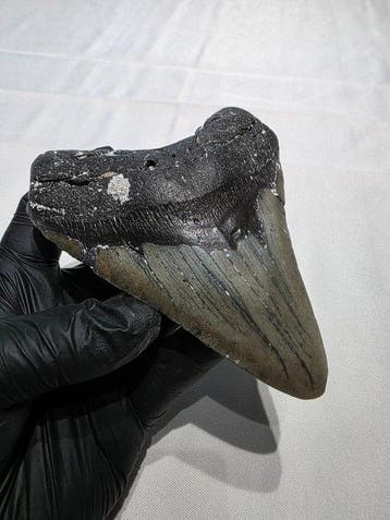 Megalodon tand - Fossiele tand - carcharodon megalodon -, Verzamelen