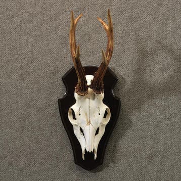 Reebok Gewei Taxidermie Opgezette Dieren By Max, Ophalen of Verzenden, Nieuw, Wild dier, Opgezet dier