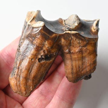 Wolharige neushoorn - Fossiele tand - Coelodonta