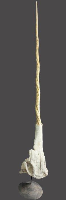 Narwhal Schedel - REPLICA Monodon monoceros - Museum Grade, Antiek en Kunst, Curiosa en Brocante