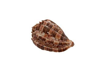Escargot-harpe véritable (Harpa harpa) | Pièce de collection, Collections