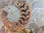 Ammoniet - Gefossiliseerde schelp - Aioloceras (Cleoniceras), Verzamelen, Mineralen en Fossielen