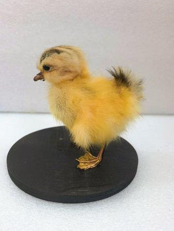 Eend Taxidermie volledige montage - Double headed yellow, Antiek en Kunst