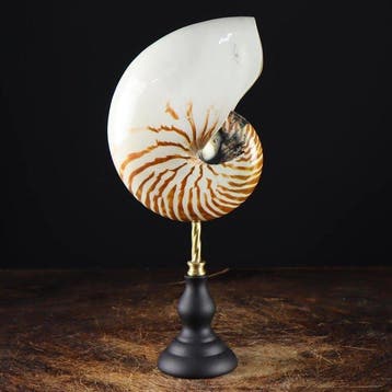 Nautile à chambres sur socle artisanal en bois et laiton -