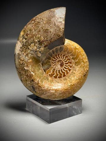 Prachtige decoratieve ammonieten - adembenemende kleuren -, Verzamelen, Mineralen en Fossielen