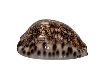 Natuurkunstwerk van de oceaan: Markante Mauritia eglantina, Nieuw
