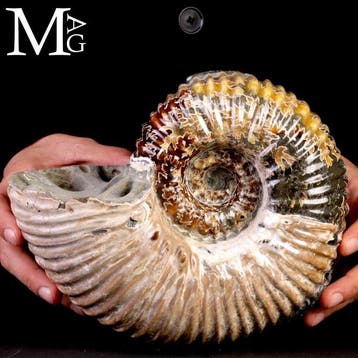 Douvilleiceras mammillatum ammoniet met pyriet – Madagaskar, Verzamelen