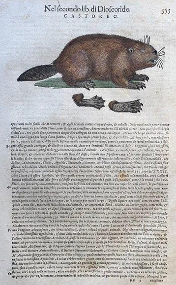 Il castoro - 1604
