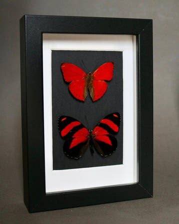 Vlinder Taxidermie volledige montage - Cymothoe sangaris x